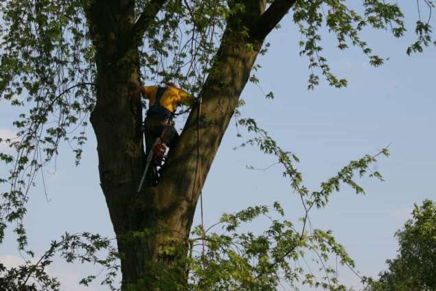 bomen slopen met een telescoopkraan